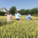 Ogled pšeničnega polja