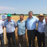 Ogled pšeničnega polja